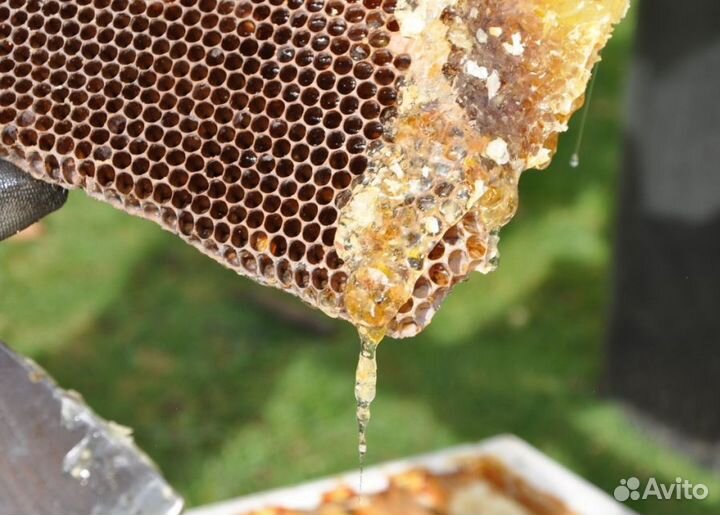 2024 Мёд натуральный алтайский опт