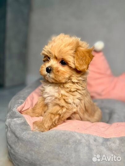 Мальтипу мини курносый