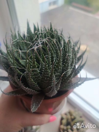 Кактус саженцы, домашний, суккулент