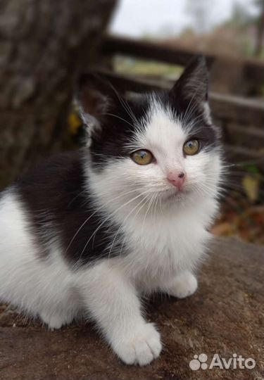 Котята в добрые руки бесплатно