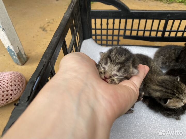 Котята в добрые руки