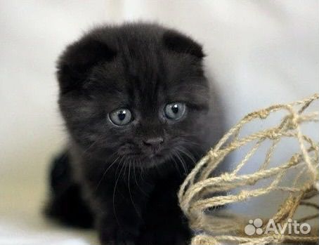 Шотландский мальчик