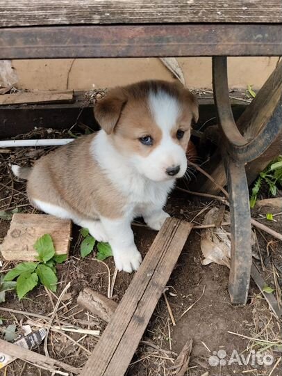 Отдаётся щенок(девочка)