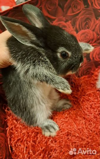 Декоративные кролики