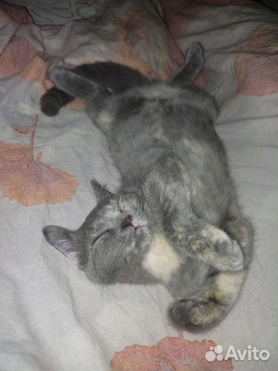 Отдаем котенка в добрые руки
