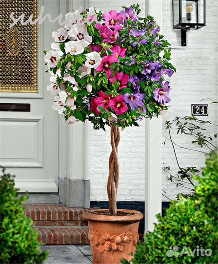 Гибискус сирийский трехцветный зкс