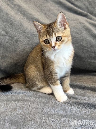 Шотландская