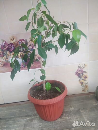 Фикус Бенджамина