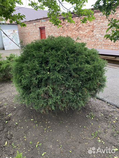 Хвойные растения