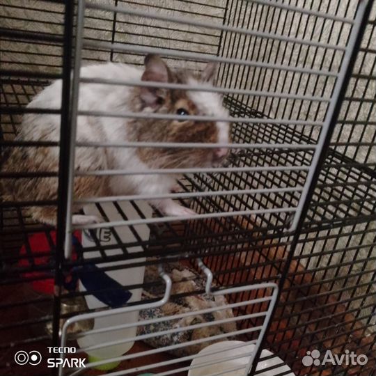 Чилийская белка дегу