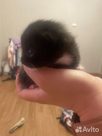 Отдам даром бесплатно котят