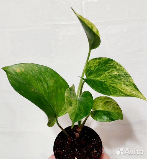 Сциндапсус марбл квин