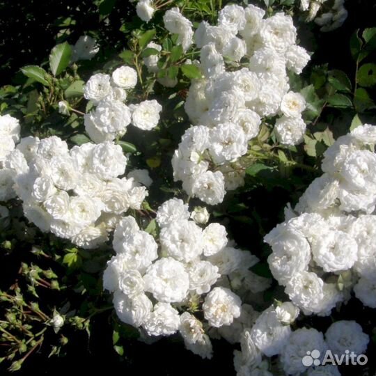 Саженцы роз Сновит