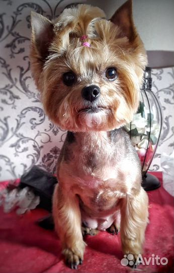 Стрижка собак