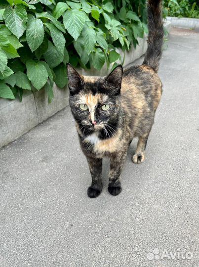 Кошка в дар