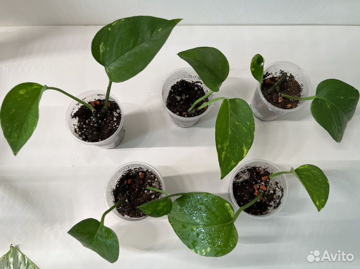 Эпипремнум золотистый