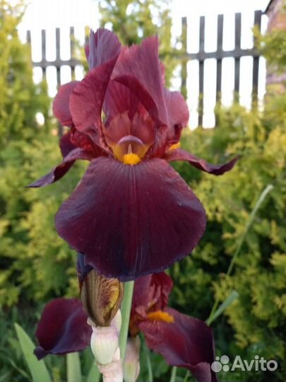 Продаются плетистые розы:бордовые,розовые,белые.Па