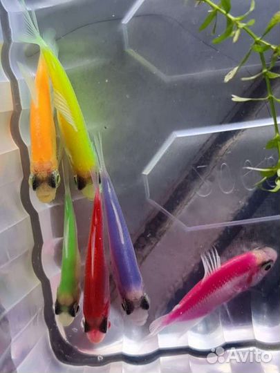 Данио гло, тернеция гло, коридоросы