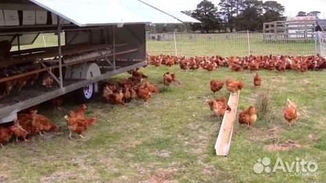 Куры 9-10 мес