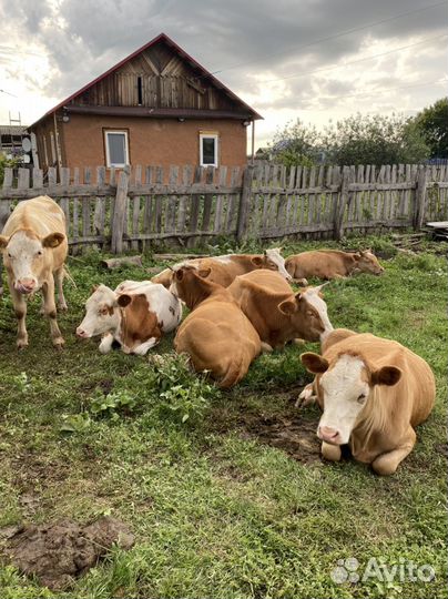 Бычок 1,6 г и телки 1,3-1,4 г