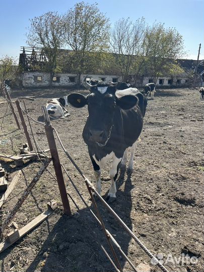 Коровы и телки бычки