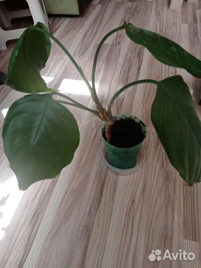 Аглаонема умеренная