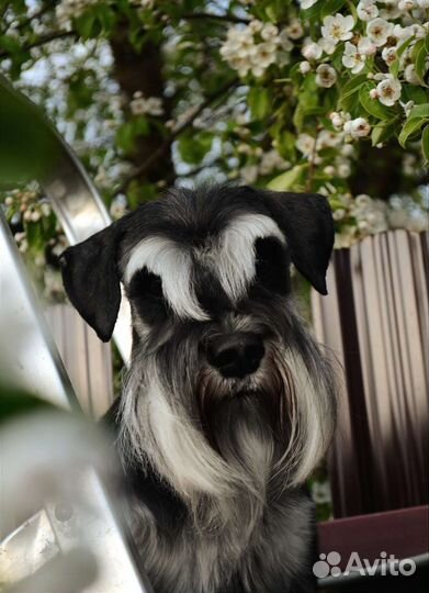 Цвергшнауцер для вязки