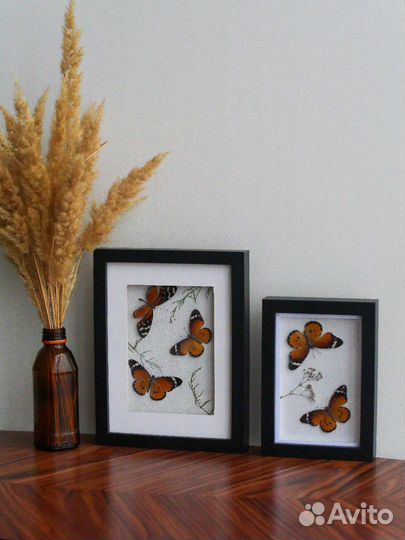 Бабочки в рамке