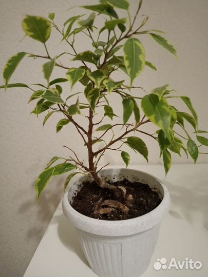 Фикус Бенджамина