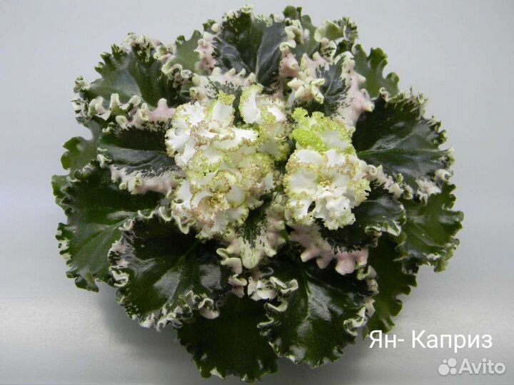 Фиалки пестролистные сортовые