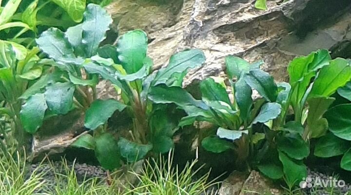 Буцефаландры