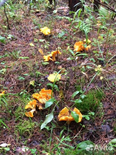 Грибы - Лисички