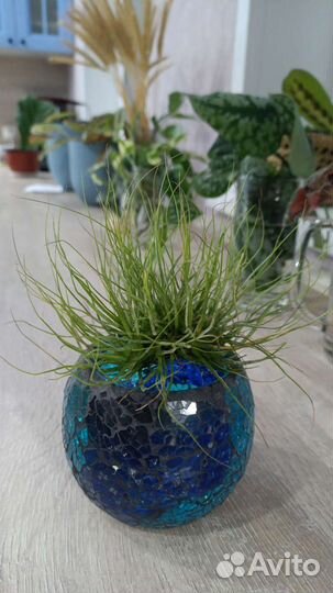 Тилландсия атмосферная