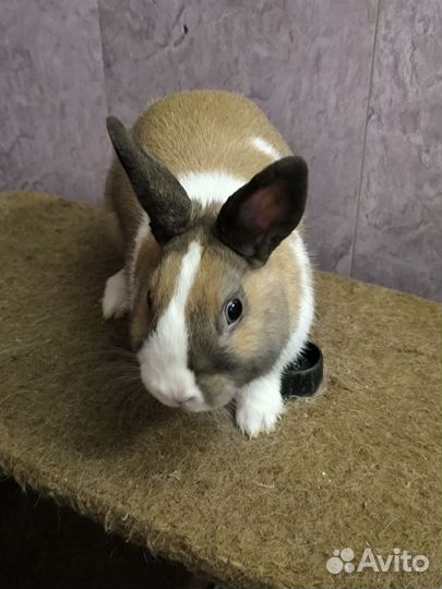 Отдам декоративного кролика в добрые руки