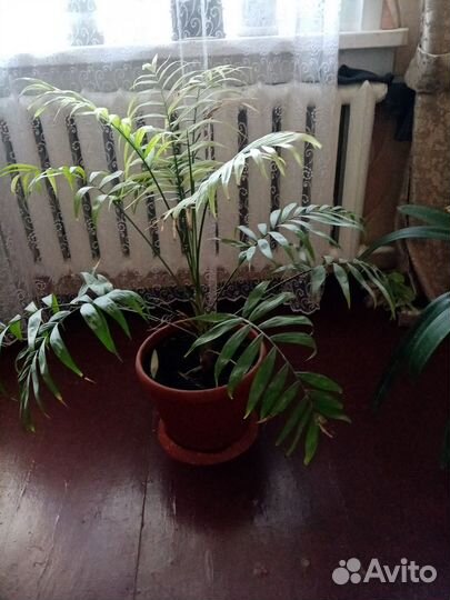 Цветы комнатные