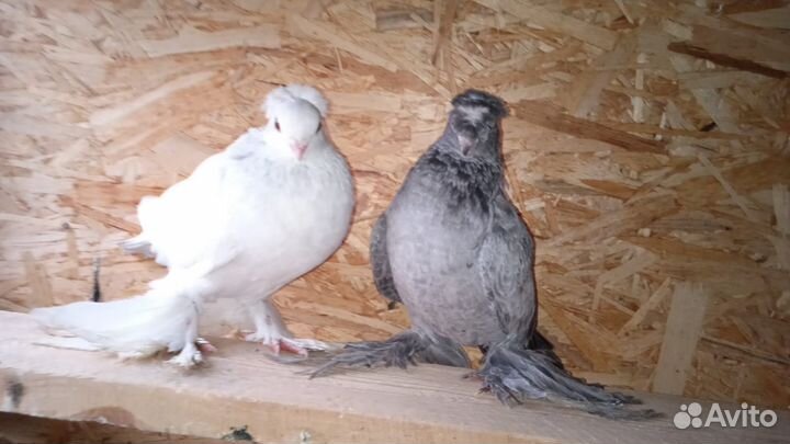 Голуби узбекские