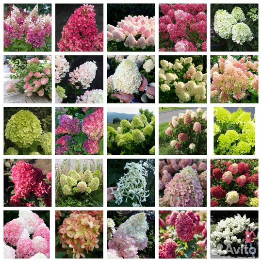 Гортензии метельчатые в горшке 45 сортов доставка