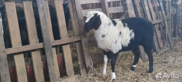 Баранчики дорпер