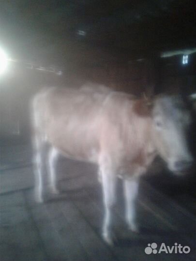 Продам коров