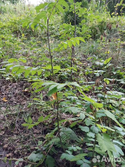 Саженцы рябины