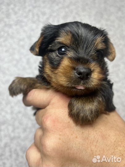 Йоркширский терьер мини стандарт микро