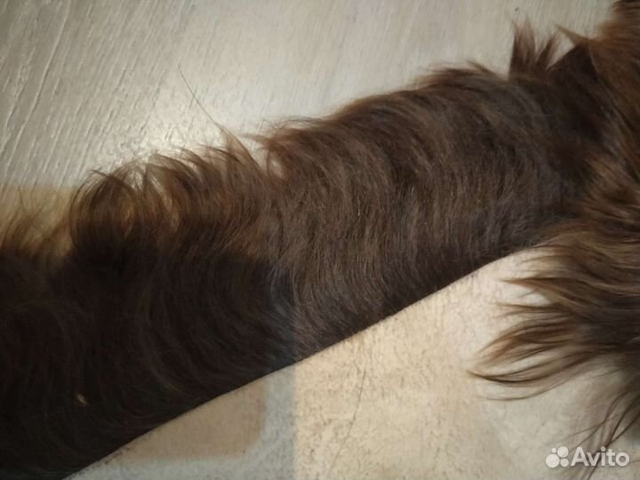 Шкура альпийская коза