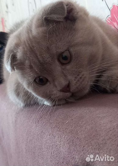 Британский кот для вязки