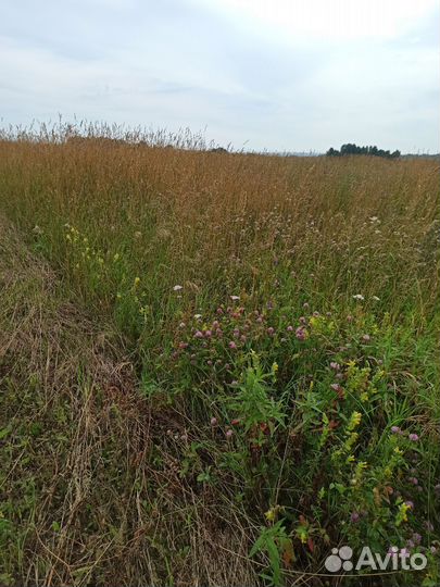 Сено в рулонах 2024