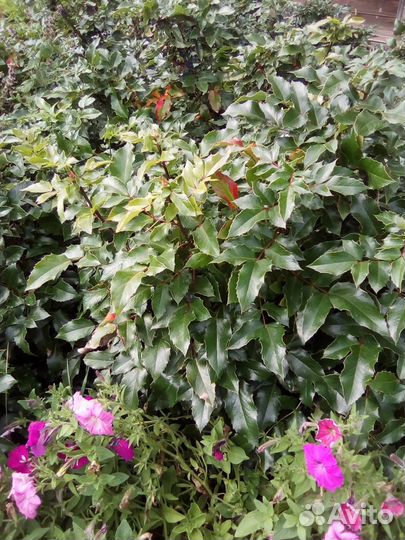 Отводки магонии.вечнозелёныйягодный