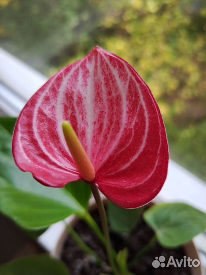 Продам комнатные цветы