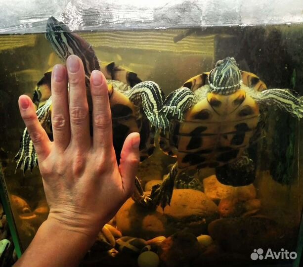 Красноухая черепаха с аквариумом