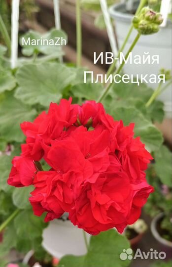 Пеларгонии сортовые