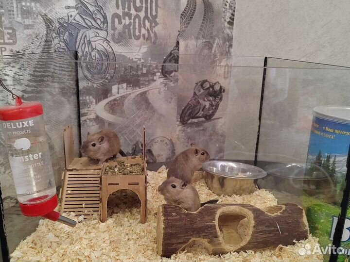 Мышки песчанки