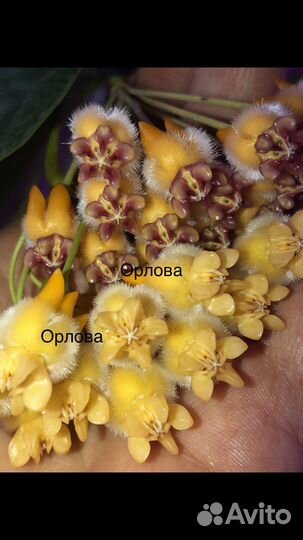 Хойя на срез, укореню на заказ